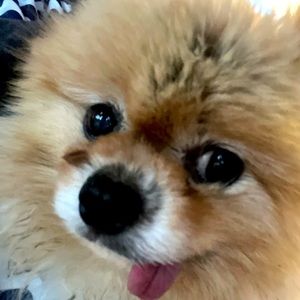 Meet your Posher, Jeanette